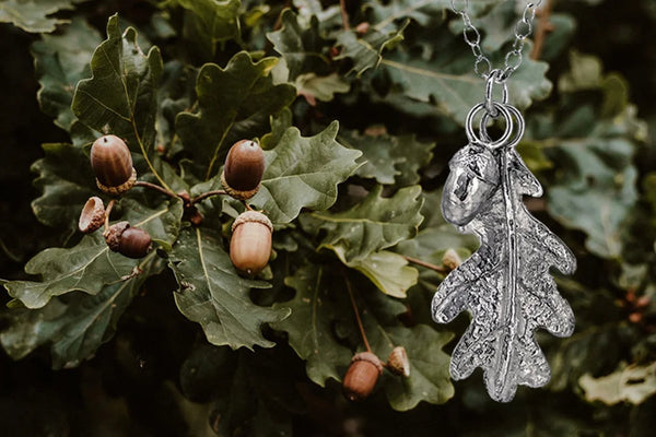Oak & Acorn